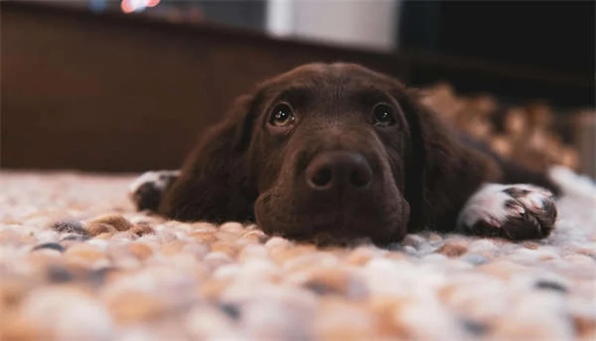 고양이 상처 관리 꿀팁: 전문가가 알려주는 효과적인 치료법