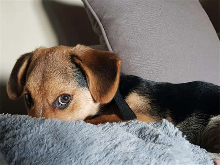 고양이 설사 원인과 대처법 7가지 (수의사 추천)