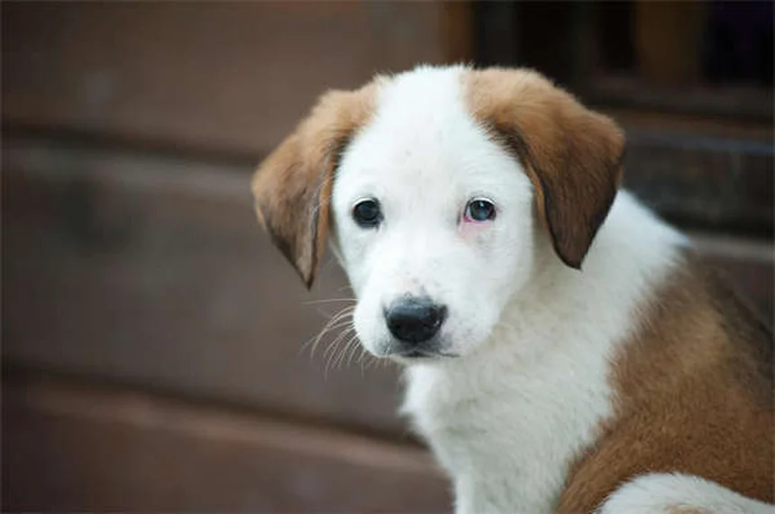 고양이 체중 감소 원인 7가지와 효과적인 대처법