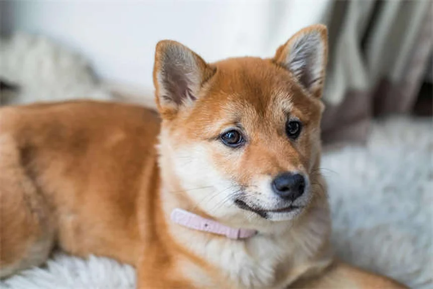 고양이 구토 반사 원인과 해결법 5가지 (수의사 조언)