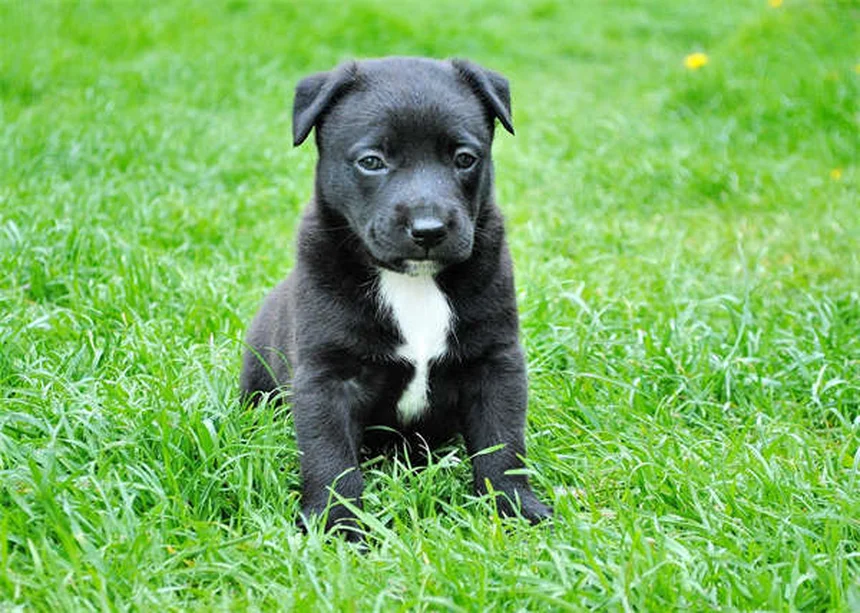 고양이 키우기 첫 8주 완벽 가이드: 새끼 고양이 성장 일지