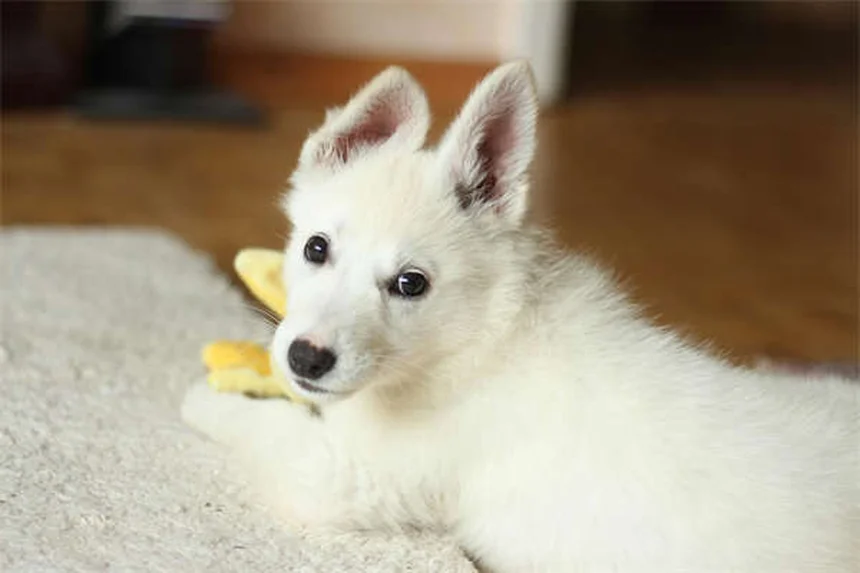 고양이 키우기 첫 8주 완벽 가이드: 새끼 고양이 성장 일지