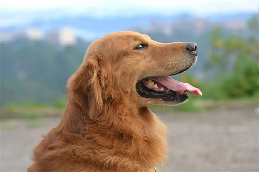 고양이 절뚝거림 원인과 대처법 7가지 (수의사 추천)