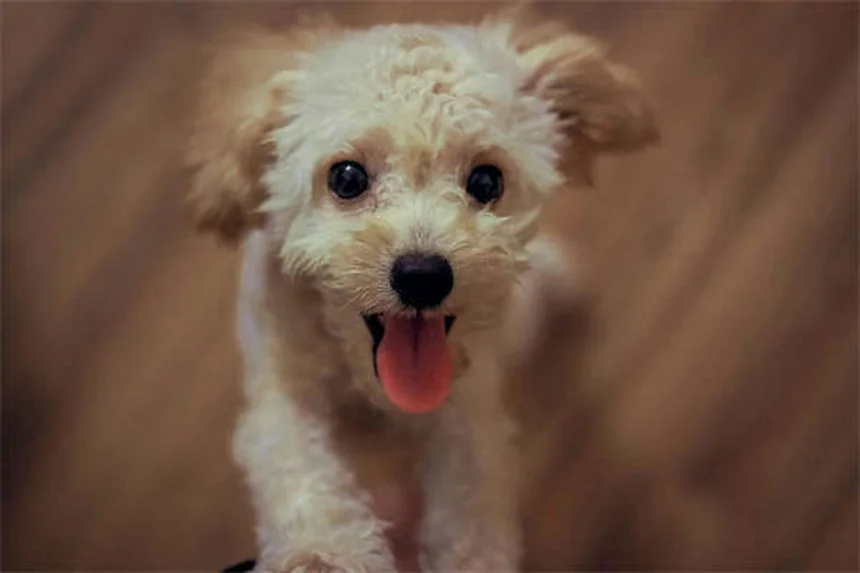 집고양이 벼룩 예방법: 실내고양이도 벼룩에 감염될까?