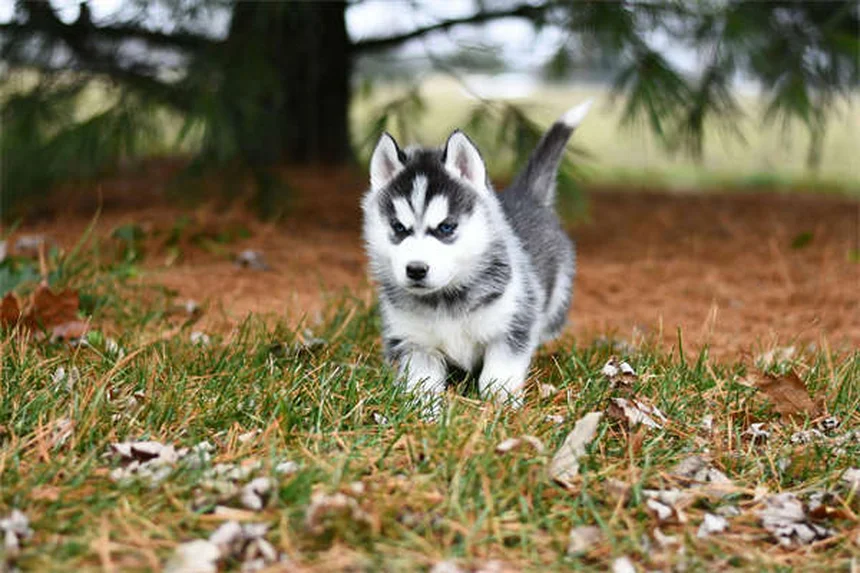 고양이 수명 최고 기록 38년! 장수 고양이 품종 TOP 10