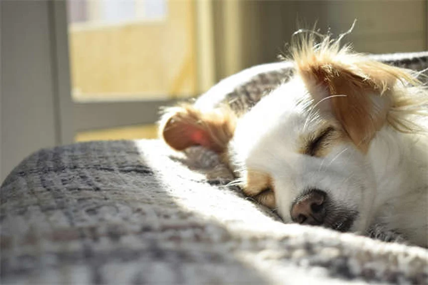 고양이 수명 최고 기록 38년! 장수 고양이 품종 TOP 10